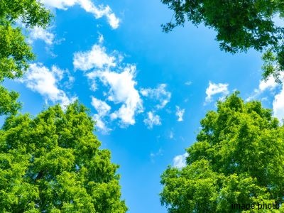 樹木・植物イメージ｜ザ・パークハウス板橋大山大楠ノ杜